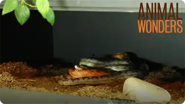 How to Hold a Snake book