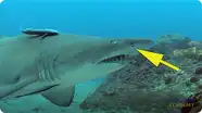 Shark Smell