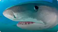 Tiger Sharks