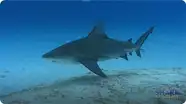 Bull Sharks