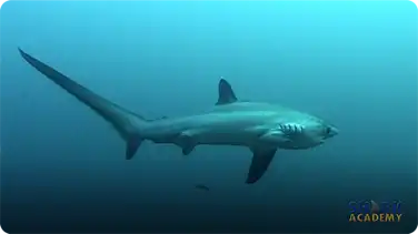 Thresher Sharks book