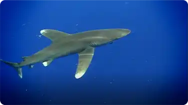 Oceanic Whitetip Shark book