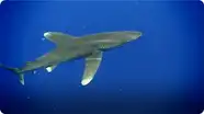 Oceanic Whitetip Shark