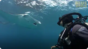 Jonathan Bird's Blue World: Manta Ray Feeding Frenzy book