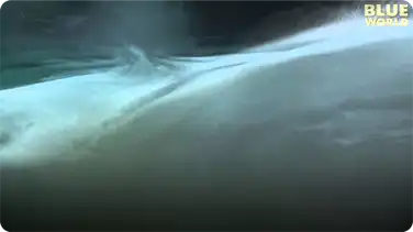 A Mysterious Underwater Cloud in a Sinkhole! book