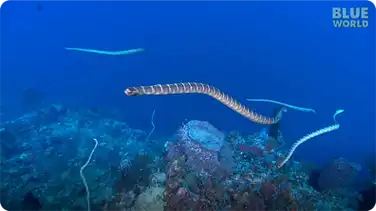 Sea Snake feeding frenzy! book