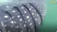 The World's Largest Shark!