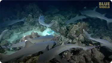 Whitetip Reef Sharks hunting at night at Cocos Island book