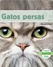 Gatos Persas