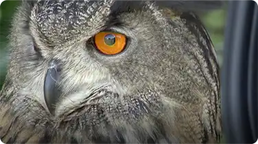 Did You Know: Eyes book
