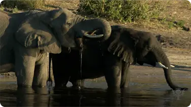 Did You Know: Elephants book