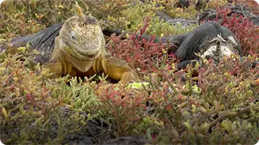 The Galapagos Islands book