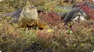 The Galapagos Islands