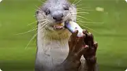 Otters