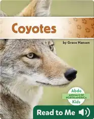Coyotes