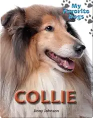 Collie