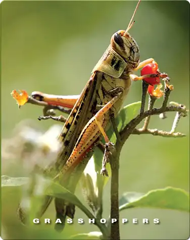 Grasshoppers book