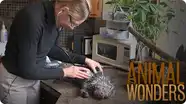 Kemosabe's Vet Visit