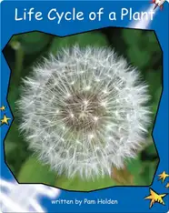 Life Cycle of a Plant