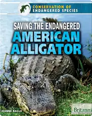 Saving the Endangered American Alligator