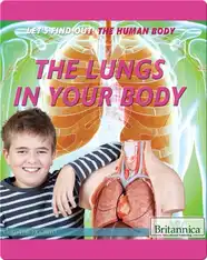 The Lungs in Your Body