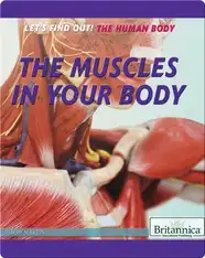 The Muscles in Your Body