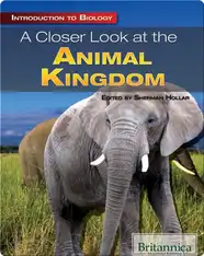 A Closer Look at the Animal Kingdom