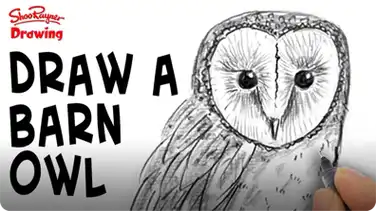 How to Draw a Barn Owl book
