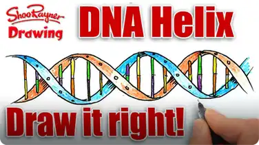 How to Draw the DNA Helix Correctly! book