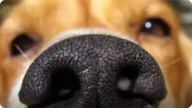 How to Train Your Dog to Find Your Keys book