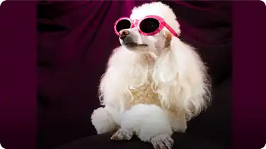 Could Your Pet Be a Film Star? book