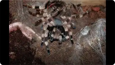 Tarantula Sheds Exoskeleton book