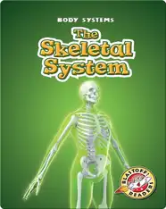 The Skeletal System