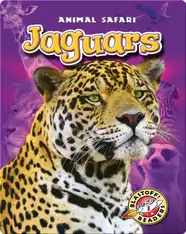 Jaguars