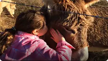 Adorable Baby Donkey | Cute Donkey Family book