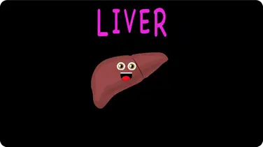 The Human Body for Kids / Liver Song book