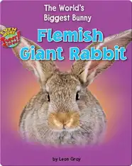 Flemish Giant Rabbit