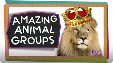 SciShow Kids: Amazing Animal Groups! book