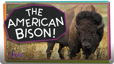 SciShow Kids: Meet the American Bison! book