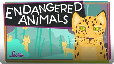 SciShow Kids: Endangered Animals! book