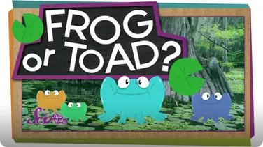 SciShow Kids: Frog or Toad? book