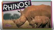 SciShow Kids: Save the Rhinos