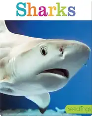 Sharks