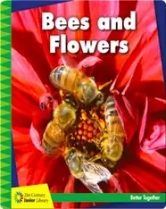 Bees and Flowers
