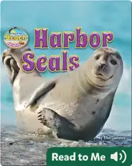 Harbor Seals