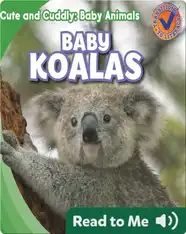 Cute and Cuddly: Baby Koalas