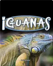 Iguanas