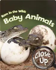Born in the Wild: Baby Animals