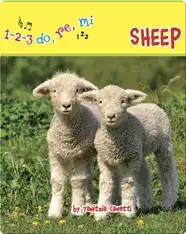 Sheep