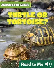 Turtle or Tortoise?